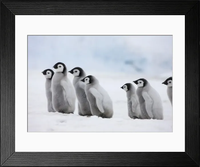 Framed Print : DDE-90023708
