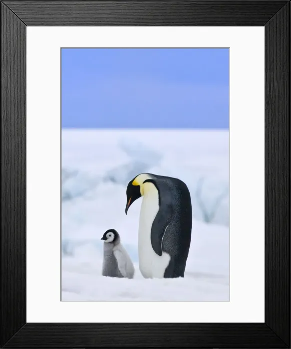 Framed Print : DDE-90023703 Framed Print : DDE-90023703
