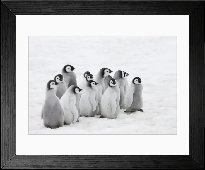 Framed Print : DDE-90023710 Framed Print : DDE-90023710