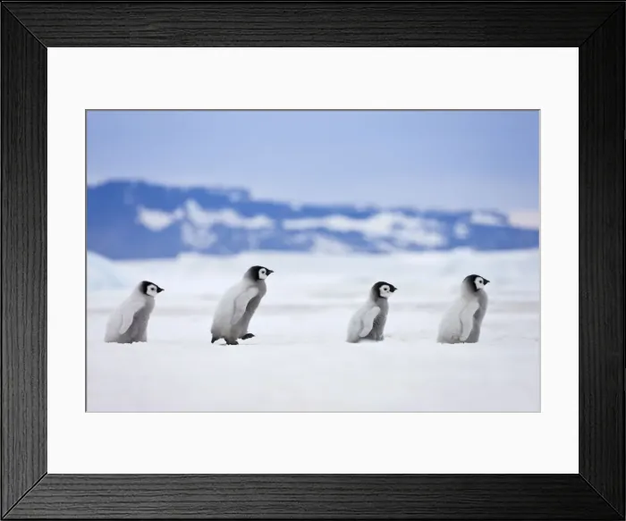 Framed Print : DDE-90023709