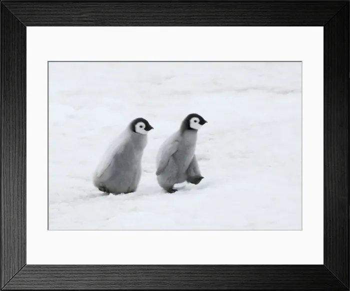 Framed Print : DDE-90023712 Framed Print : DDE-90023712