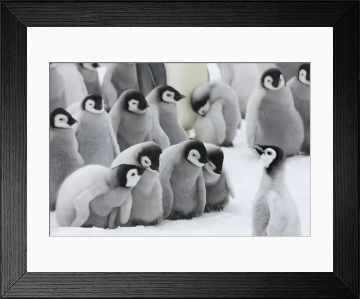 Framed Print : DDE-90023714 Framed Print : DDE-90023714