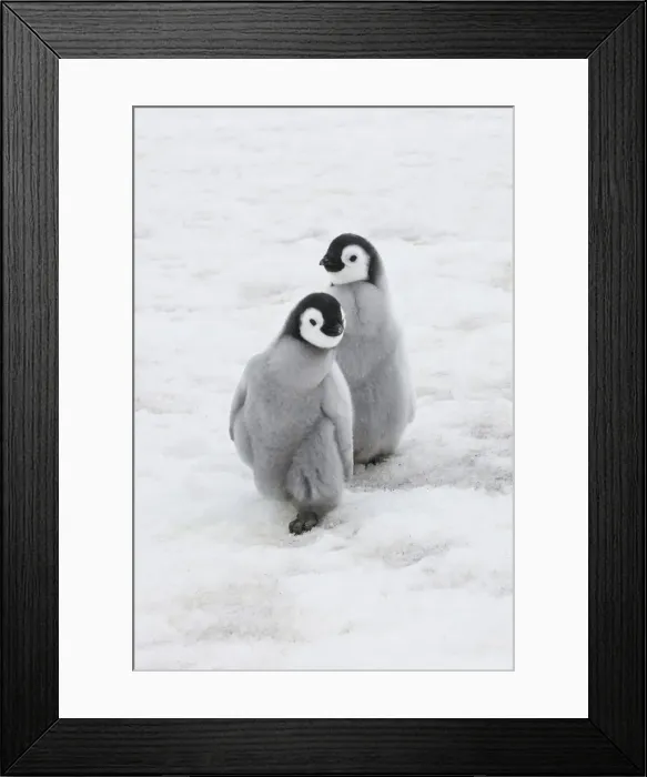 Framed Print : DDE-90023713 Framed Print : DDE-90023713