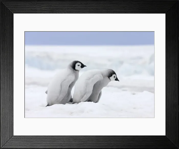Framed Print : DDE-90023716 Framed Print : DDE-90023716