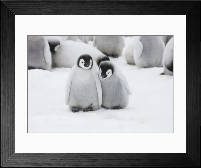 Framed Print : DDE-90023715 Framed Print : DDE-90023715