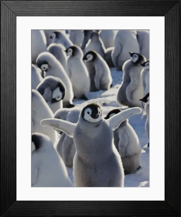 Framed Print : DDE-90023717 Framed Print : DDE-90023717