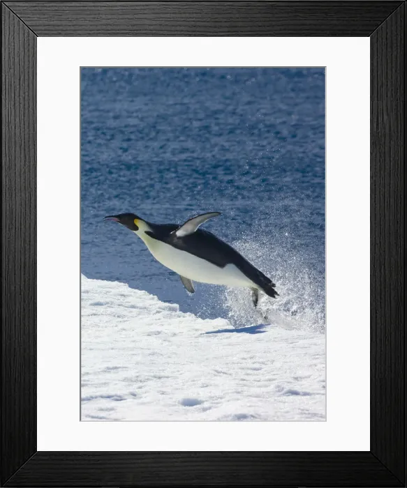 Framed Print : DDE-90023722 Framed Print : DDE-90023722