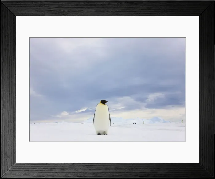 Framed Print : DDE-90023723 Framed Print : DDE-90023723