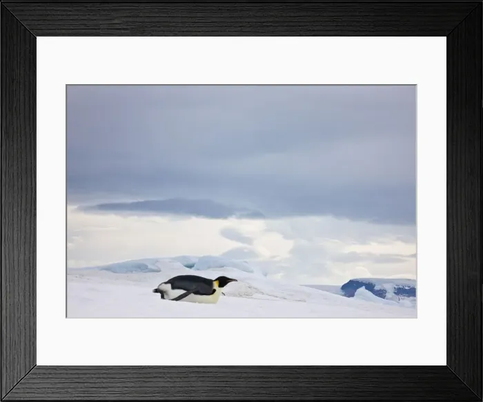 Framed Print : DDE-90023721 Framed Print : DDE-90023721