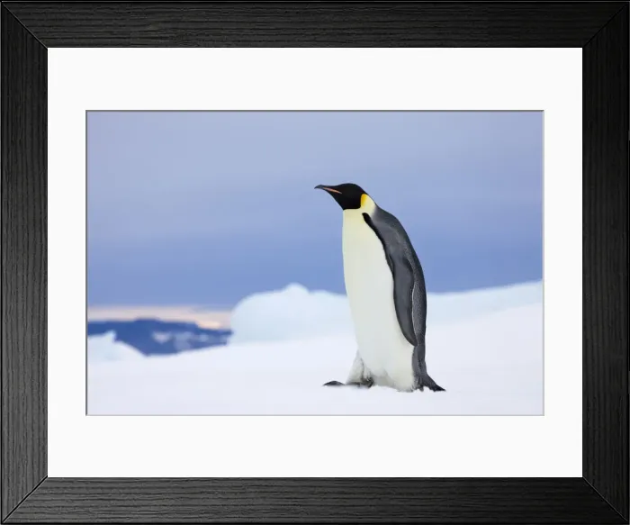 Framed Print : DDE-90023726 Framed Print : DDE-90023726