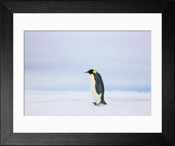 Framed Print : DDE-90023724 Framed Print : DDE-90023724