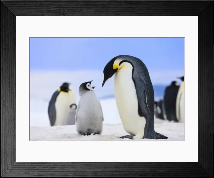 Framed Print : DDE-90023729 Framed Print : DDE-90023729