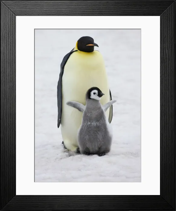 Framed Print : DDE-90023728 Framed Print : DDE-90023728