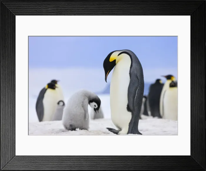 Framed Print : DDE-90023730 Framed Print : DDE-90023730