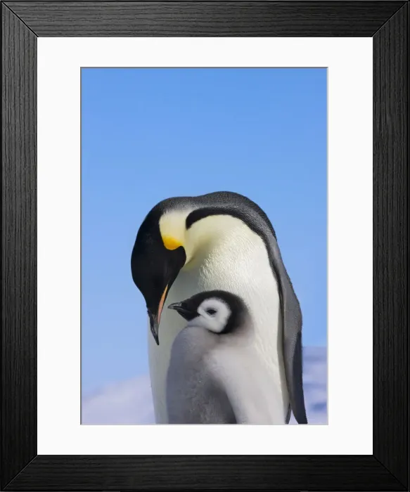 Framed Print : DDE-90023732 Framed Print : DDE-90023732
