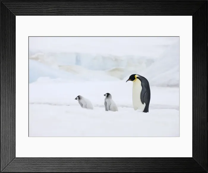 Framed Print : DDE-90023733 Framed Print : DDE-90023733