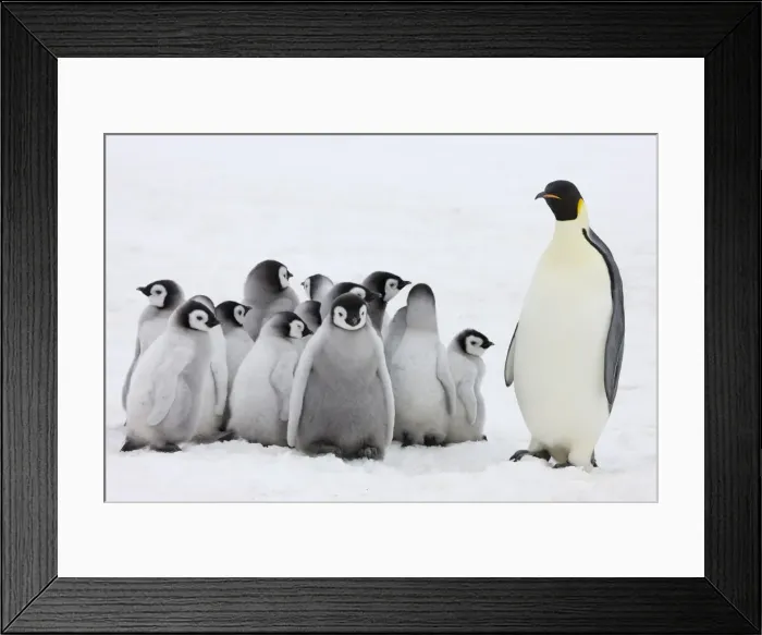 Framed Print : DDE-90023734 Framed Print : DDE-90023734