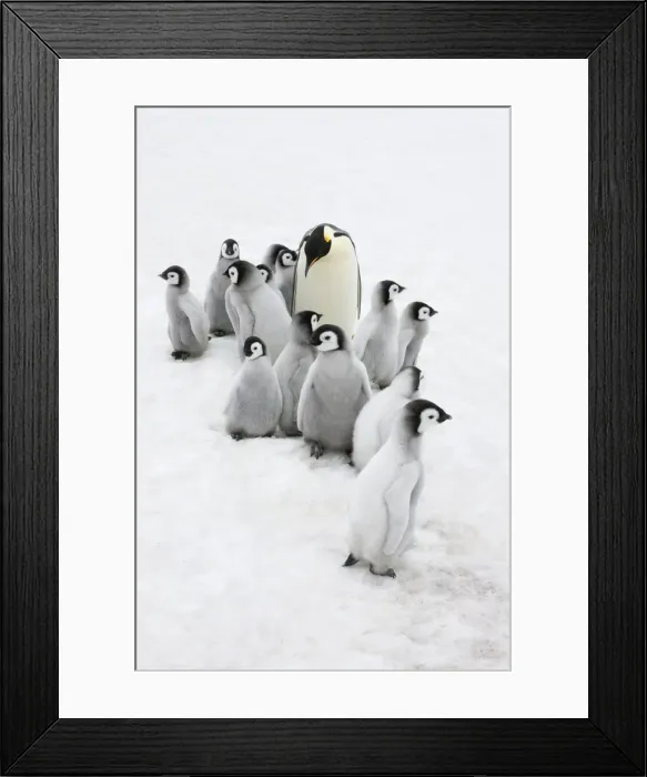 Framed Print : DDE-90023735 Framed Print : DDE-90023735
