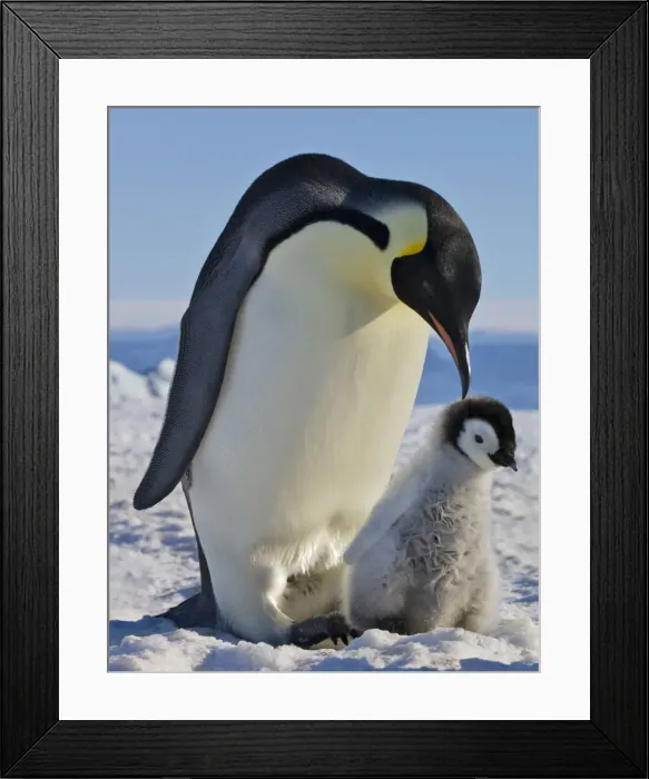 Framed Print : DDE-90023731 Framed Print : DDE-90023731