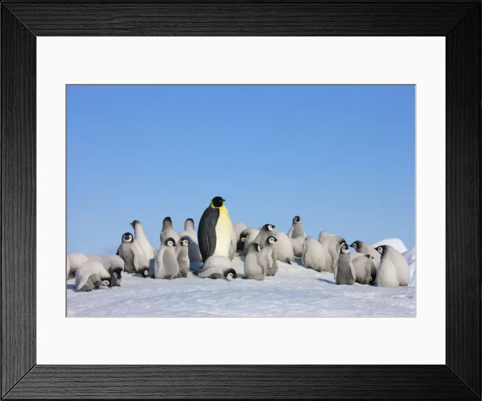 Framed Print : DDE-90023737 Framed Print : DDE-90023737