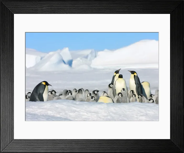 Framed Print : DDE-90023738 Framed Print : DDE-90023738