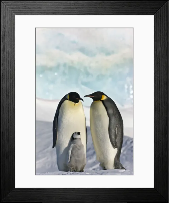 Framed Print : DDE-90023736 Framed Print : DDE-90023736