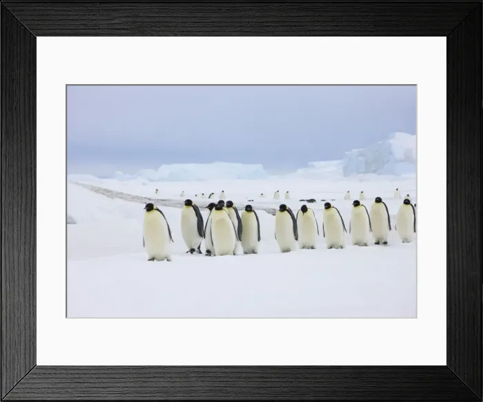 Framed Print : DDE-90023741 Framed Print : DDE-90023741