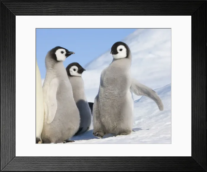 Framed Print : DDE-90023739 Framed Print : DDE-90023739
