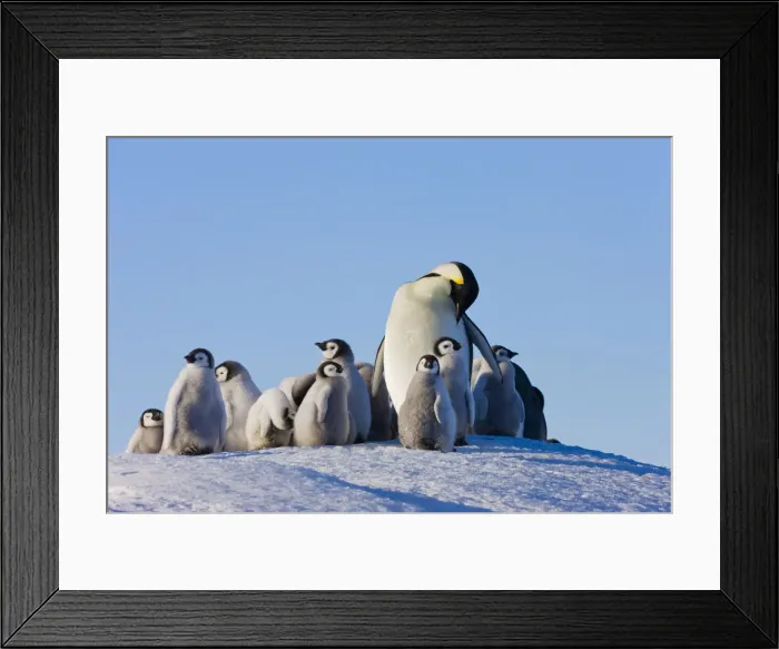 Framed Print : DDE-90023743 Framed Print : DDE-90023743