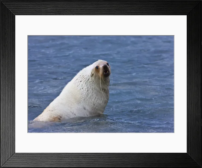 Framed Print : DDE-90023756