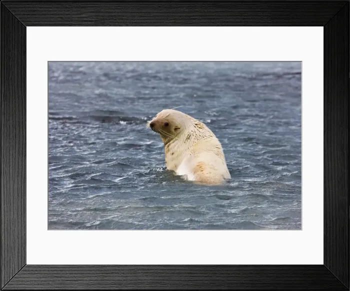 Framed Print : DDE-90023757 Framed Print : DDE-90023757