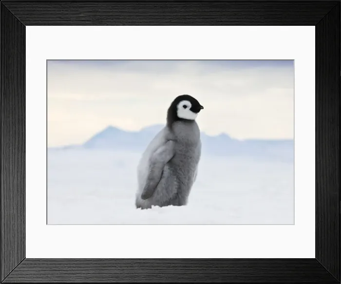 Framed Print : DDE-90023759 Framed Print : DDE-90023759