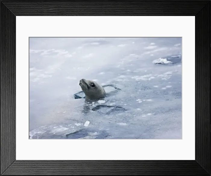 Framed Print : DDE-90023761 Framed Print : DDE-90023761
