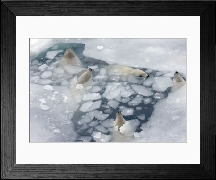 Framed Print : DDE-90023763 Framed Print : DDE-90023763