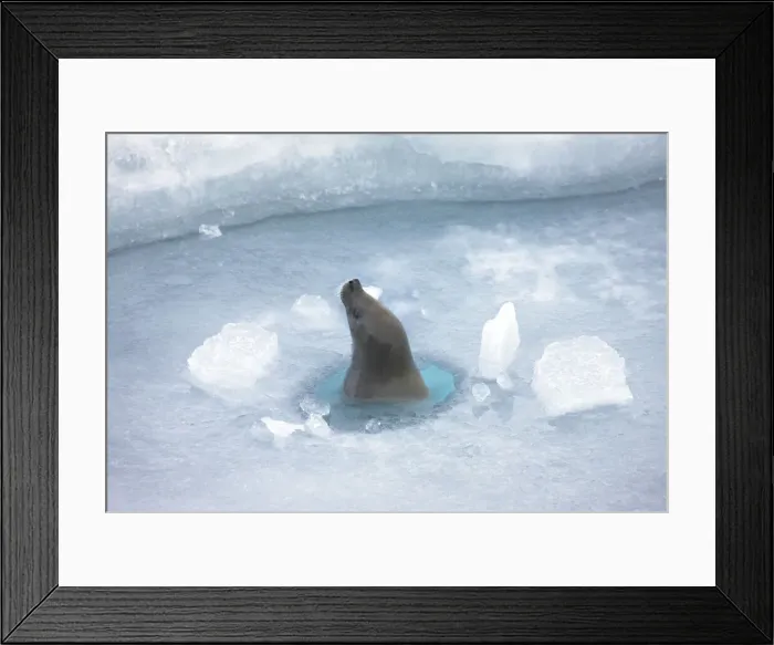 Framed Print : DDE-90023762 Framed Print : DDE-90023762