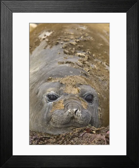 Framed Print : DDE-90023764 Framed Print : DDE-90023764