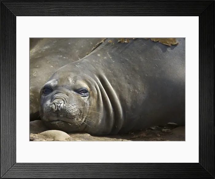 Framed Print : DDE-90023765 Framed Print : DDE-90023765