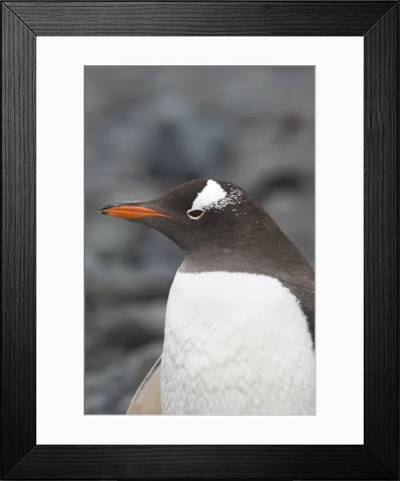 Framed Print : DDE-90023766 Framed Print : DDE-90023766