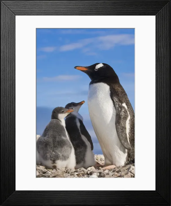 Framed Print : DDE-90023768 Framed Print : DDE-90023768