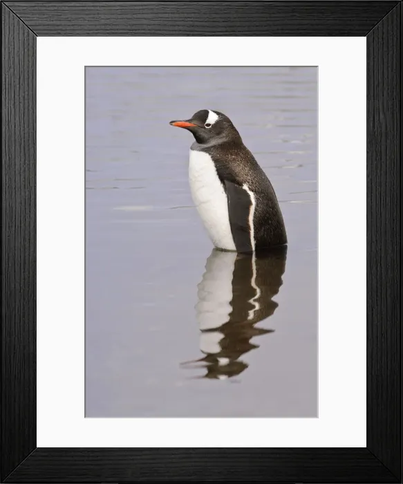 Framed Print : DDE-90023771