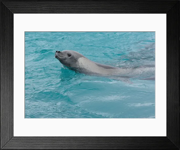 Framed Print : DDE-90023770 Framed Print : DDE-90023770