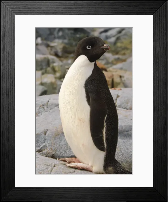 Framed Print : DDE-90023772 Framed Print : DDE-90023772