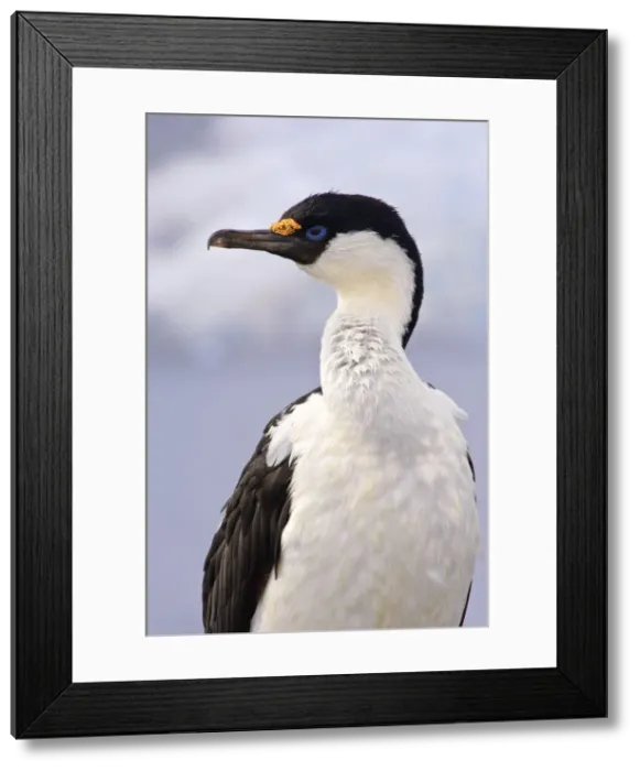 Framed Print : DDE-90023773