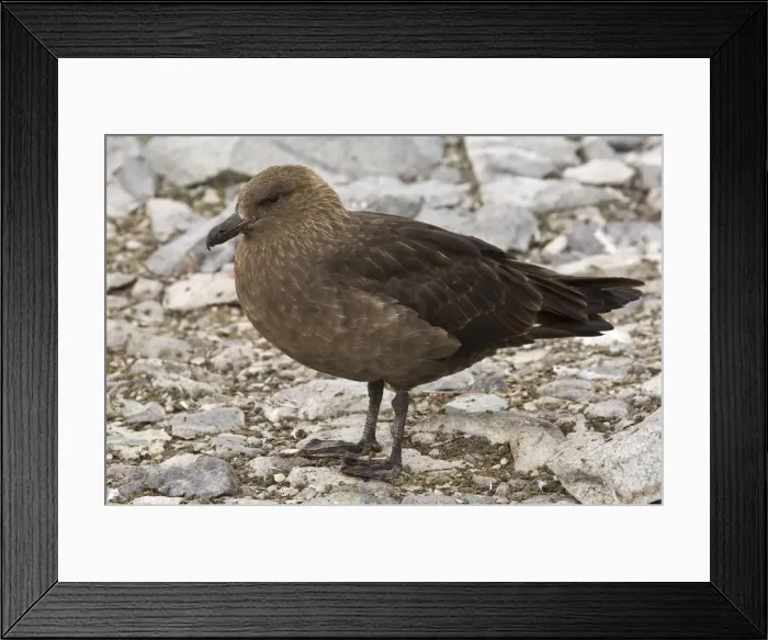 Framed Print : DDE-90023775 Framed Print : DDE-90023775
