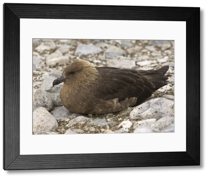 Framed Print : DDE-90023774 Framed Print : DDE-90023774