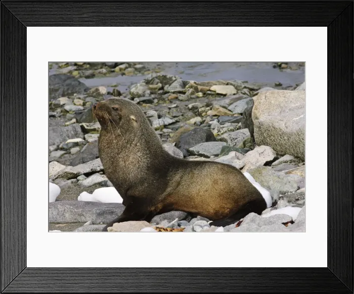 Framed Print : DDE-90023777 Framed Print : DDE-90023777