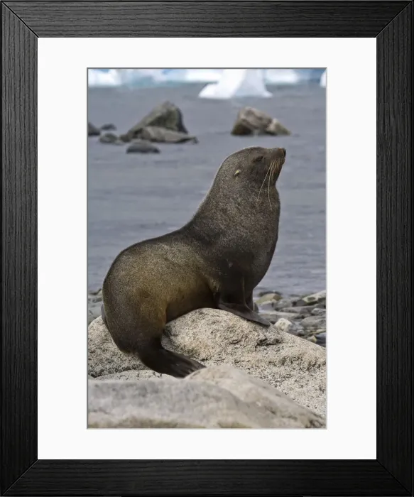 Framed Print : DDE-90023778 Framed Print : DDE-90023778