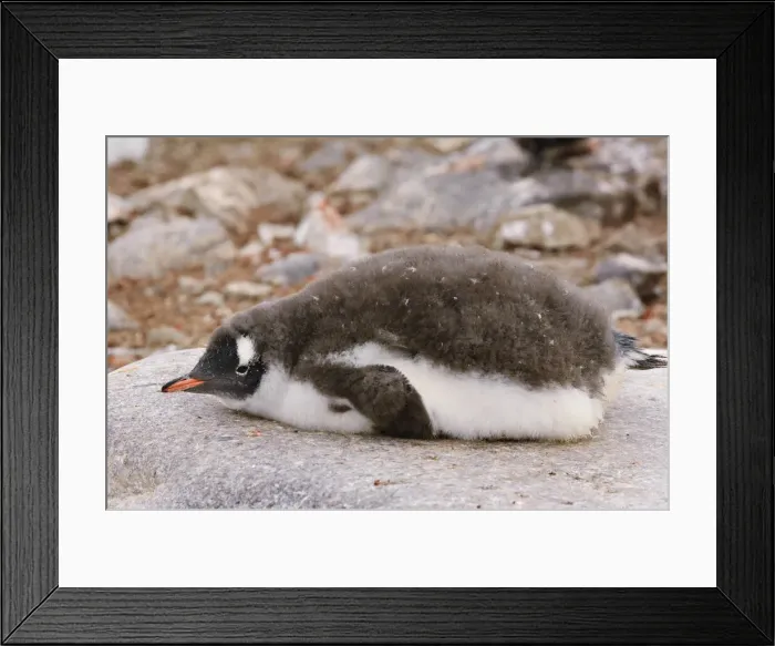 Framed Print : DDE-90023780 Framed Print : DDE-90023780