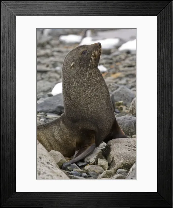Framed Print : DDE-90023779