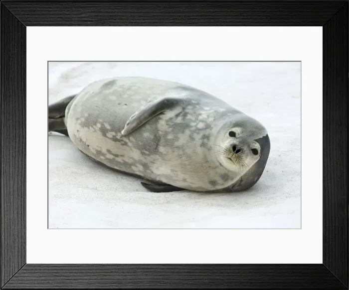 Framed Print : DDE-90023782 Framed Print : DDE-90023782